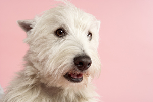 White terrier dog